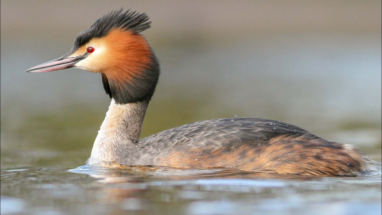 Great crested grebes fight for breeding territory