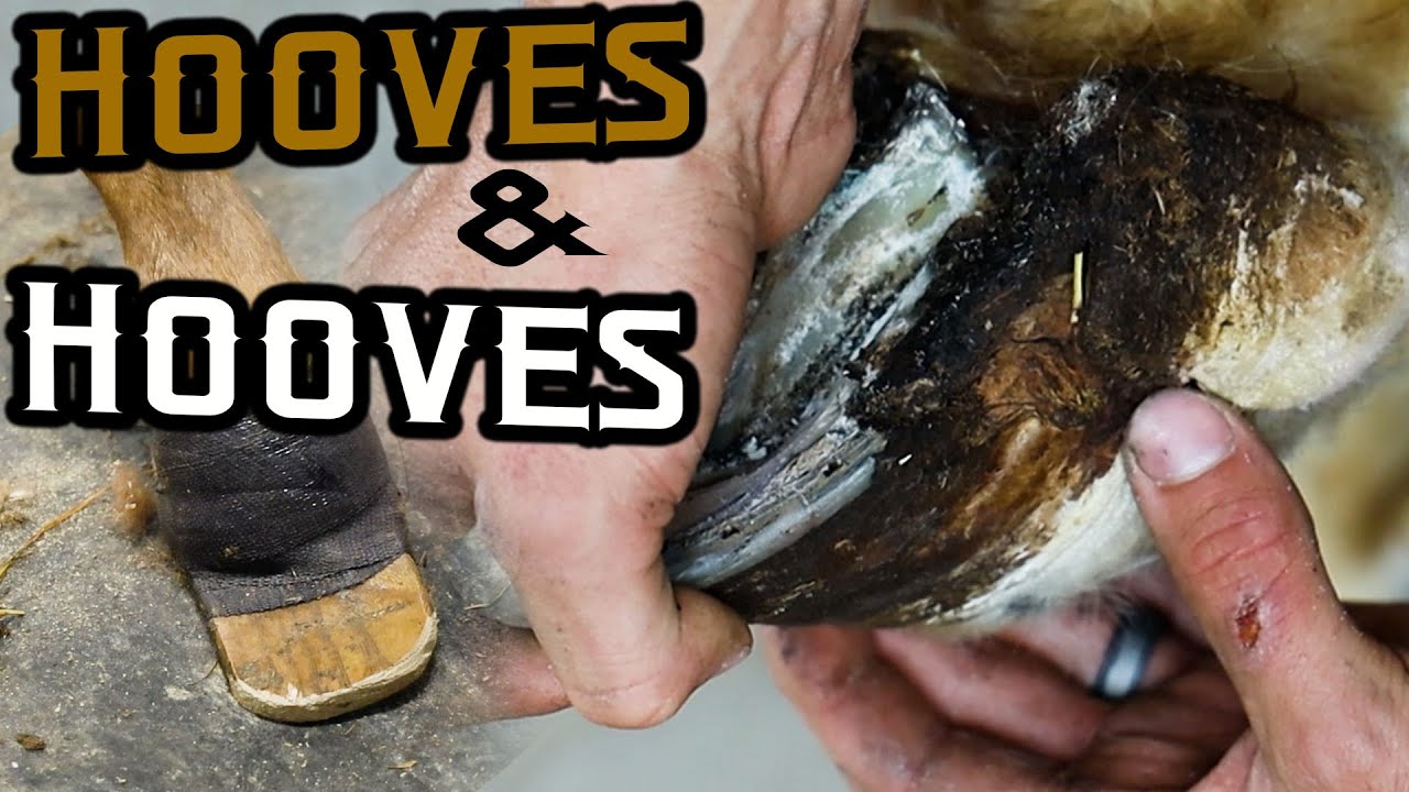 Hooves and Hooves - Mirri and Ginger