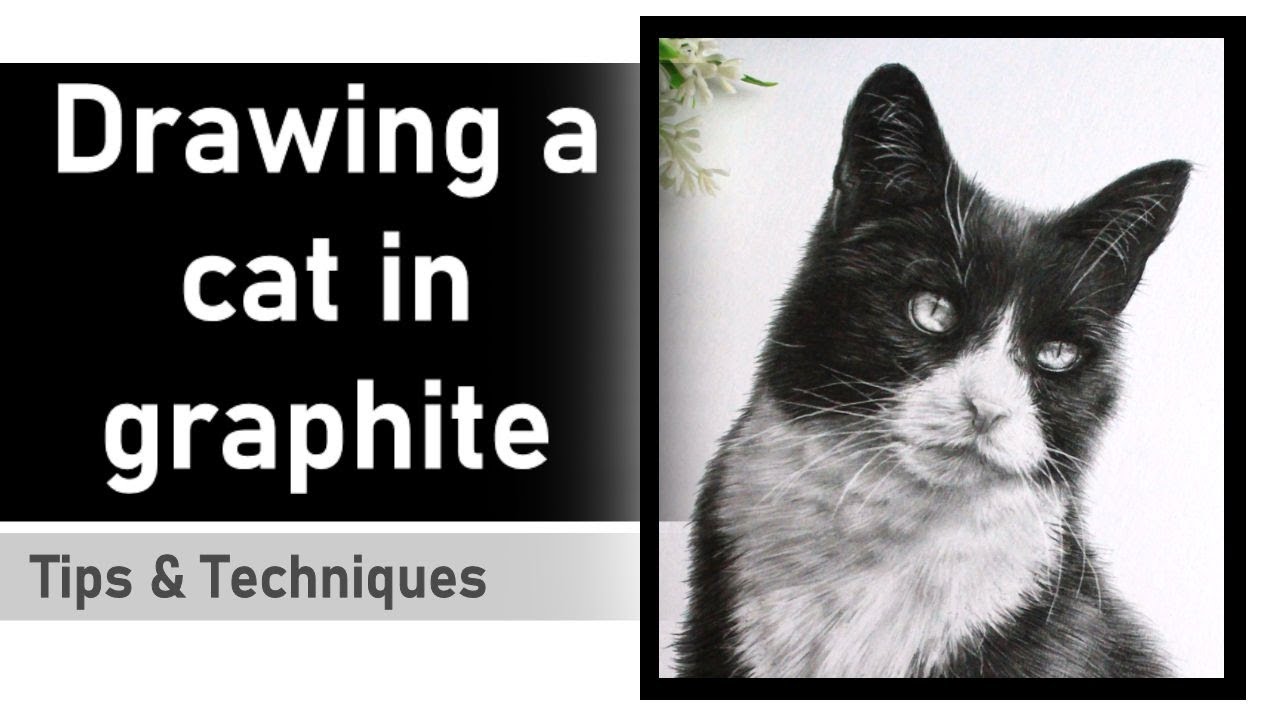 How to draw a cat in graphite | Graphite art tips & techniques