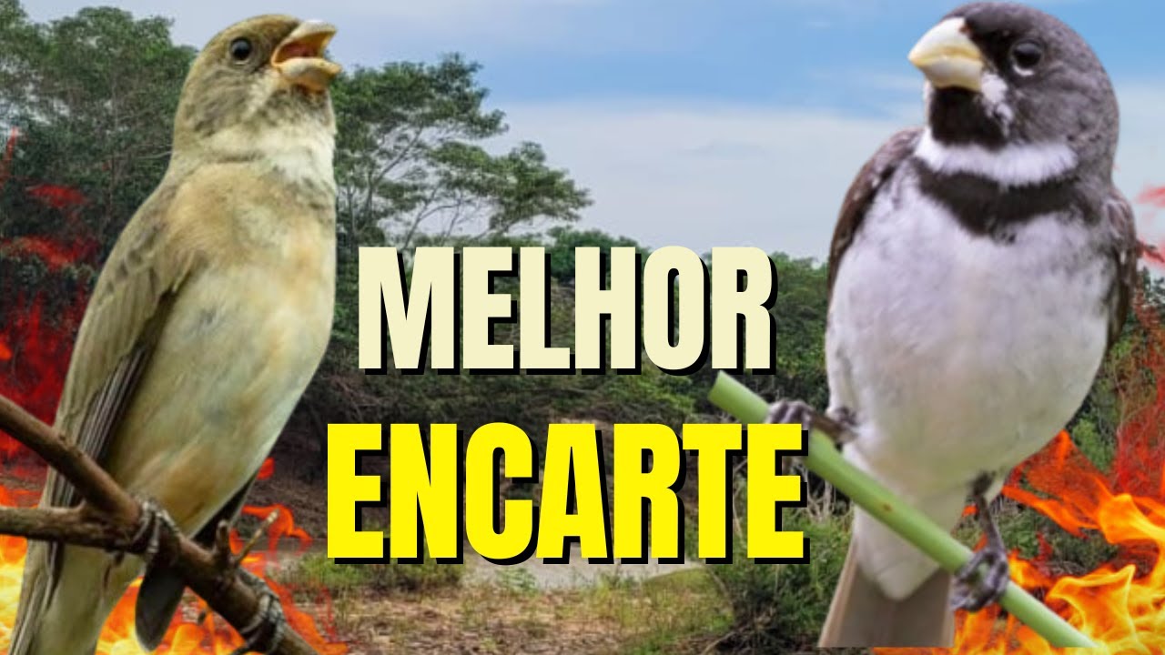 COLEIRO TUI TUI COM FEMEA CHAMANDO PARA ENCARTE DE COLEIRO PARDO E ESQUENTE DE COLEIRO TUI TUI