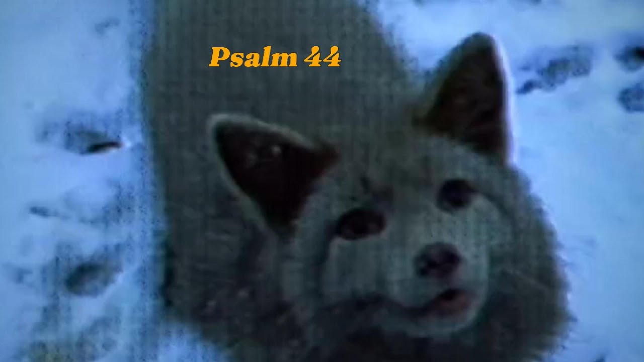 My Misery | Psalm 44