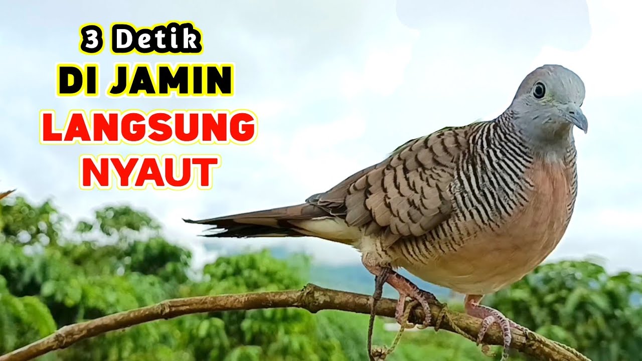Suara Burung Perkutut Pikat Gacor Terbaru Di Jamin Langsung Nyaut 