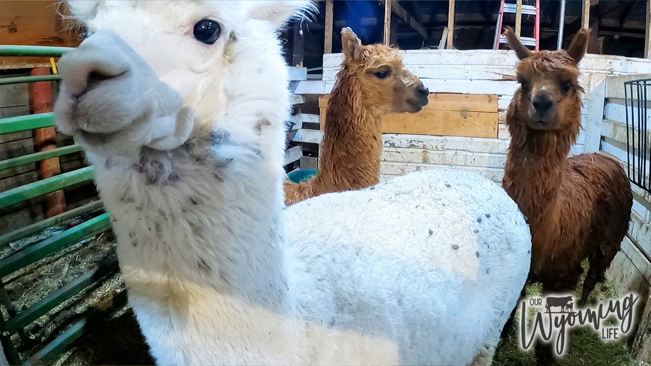 Extreme Alpaca Make Overs