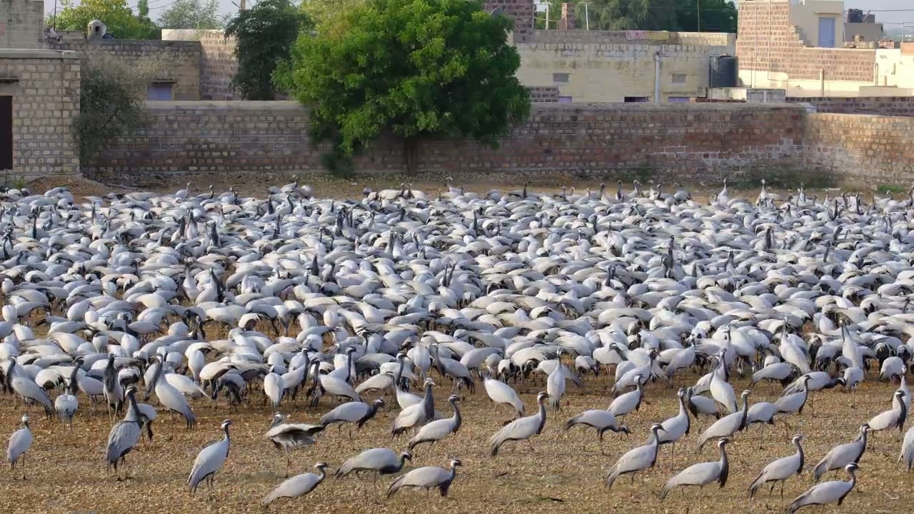 The Cranes of Khichan
