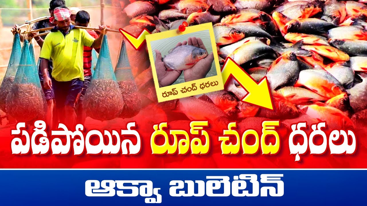 Vannamei shrimp prices | Monsoon shrimp farming Tips | Aqua bulletin