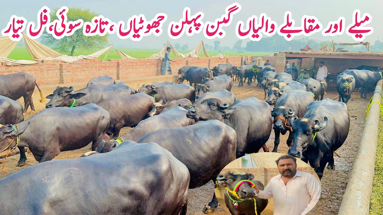 Top Beautiful Nali Ravi Gabbon Jhotian | Taza Sui Buffaloes | Highest Milky Buffaloes