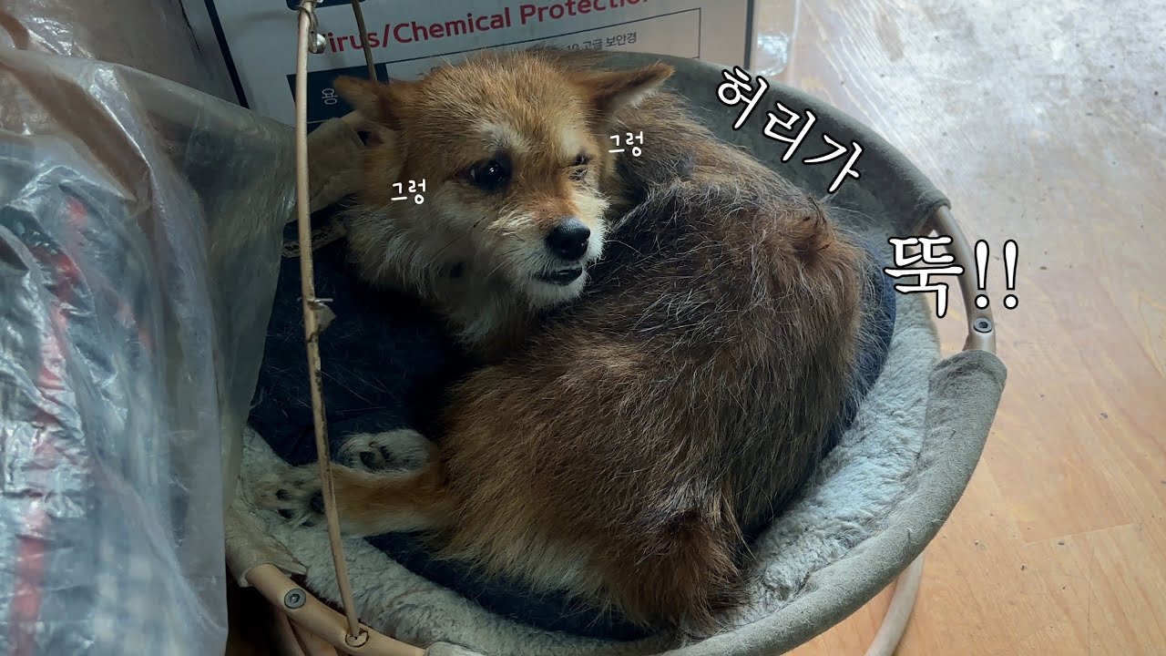 사고로 척추가 부러진 강아지, 우리 집에 처음 왔던 날