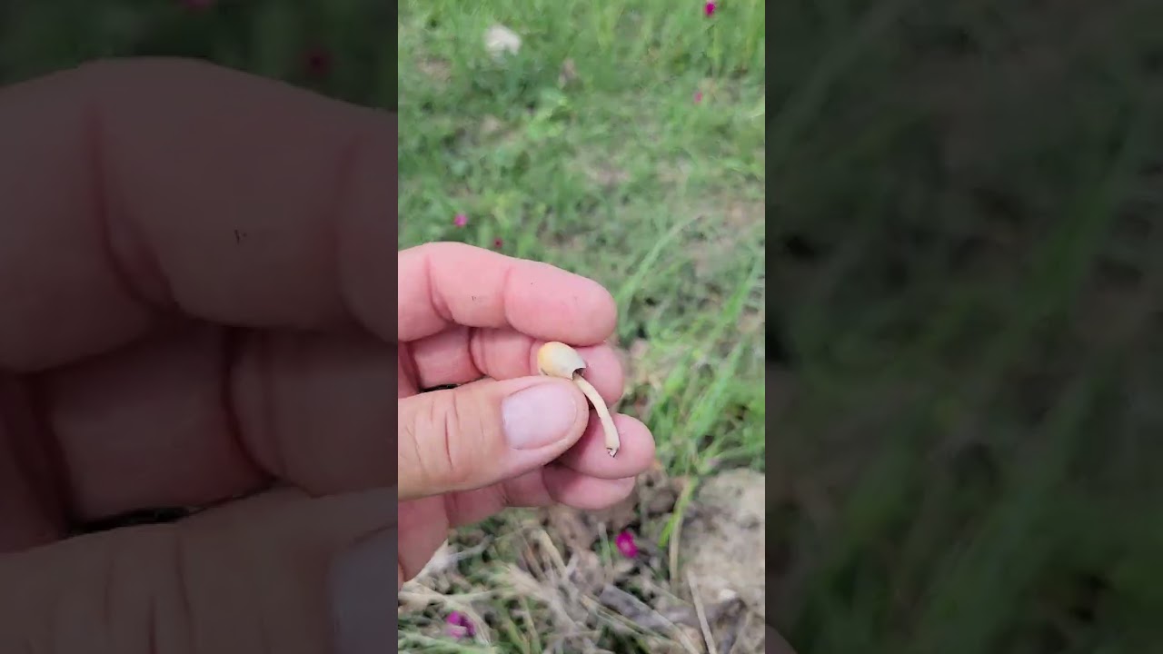 Eating 🍄 mushroom growing on cow 💩 dung 