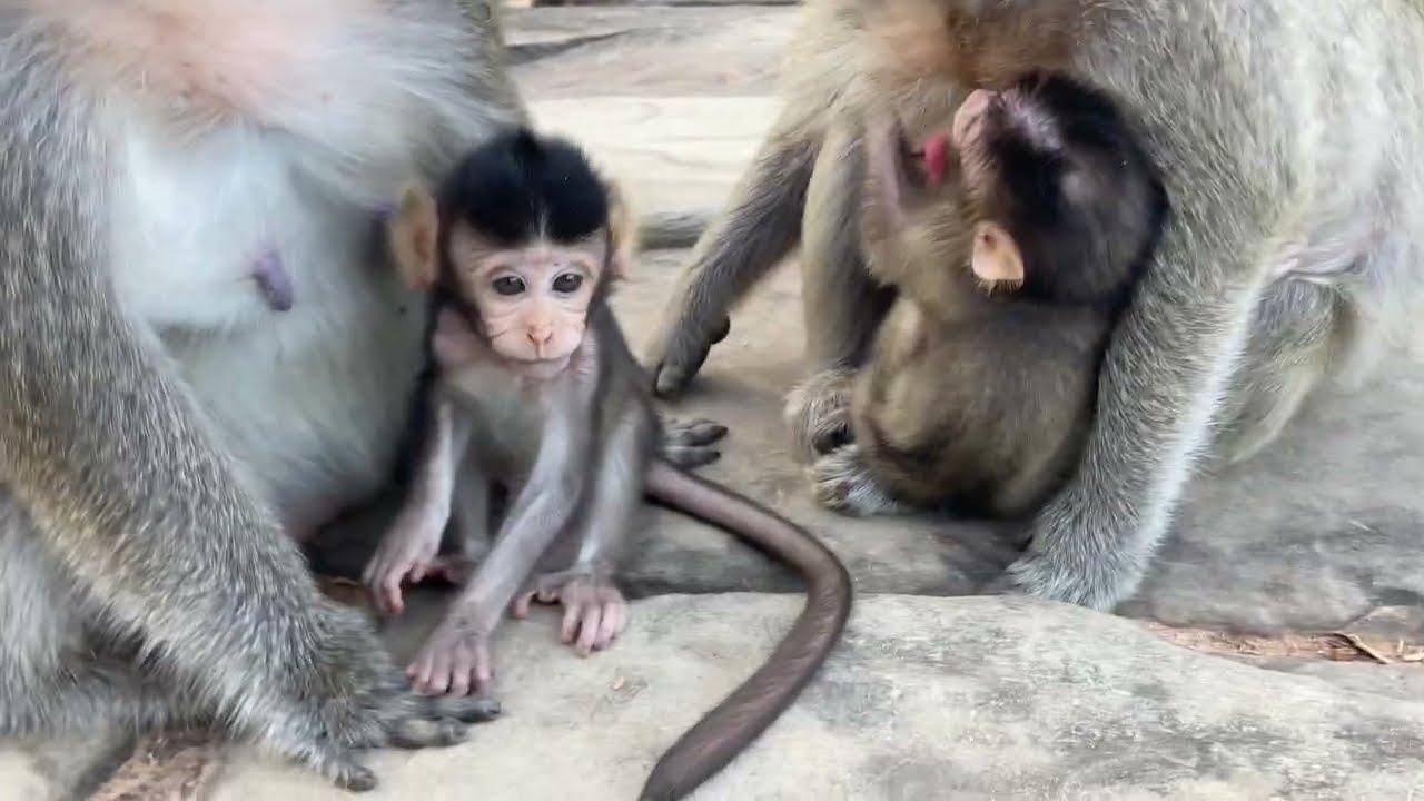 #monkeysr #babymonkey #cute #monkeychallenge #colonelkkjϟ #monkey 
