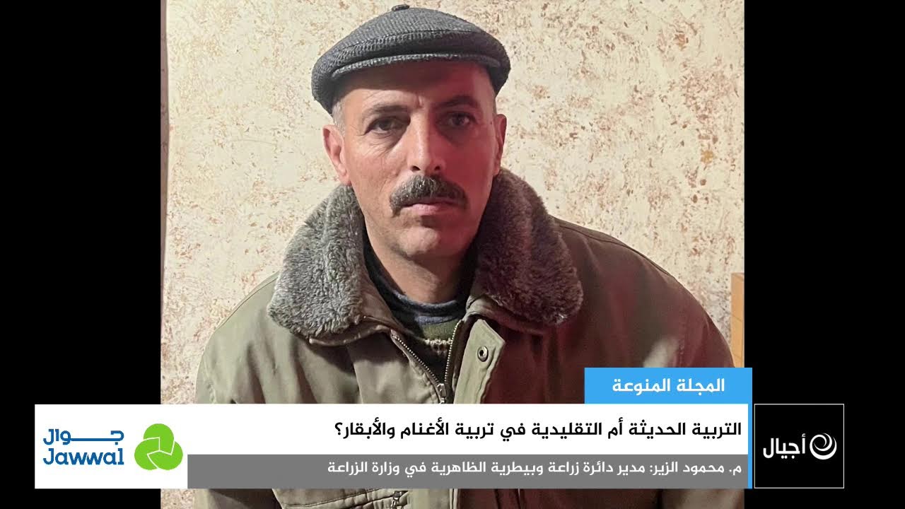 التربية الحديثة أم التقليدية في تربية الأغنام والأبقار؟