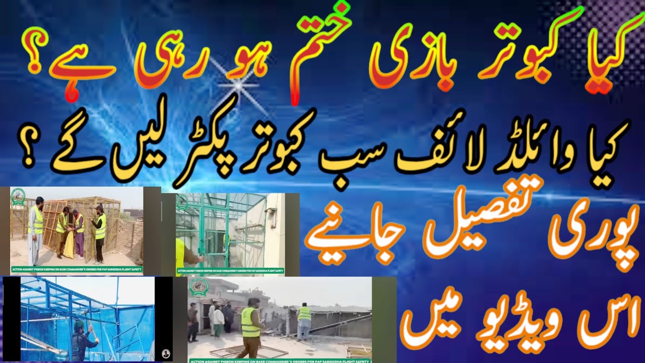Kabootar bazi par pabandi | government off punjab crack down | news | kabootar bazi ban in Punjab