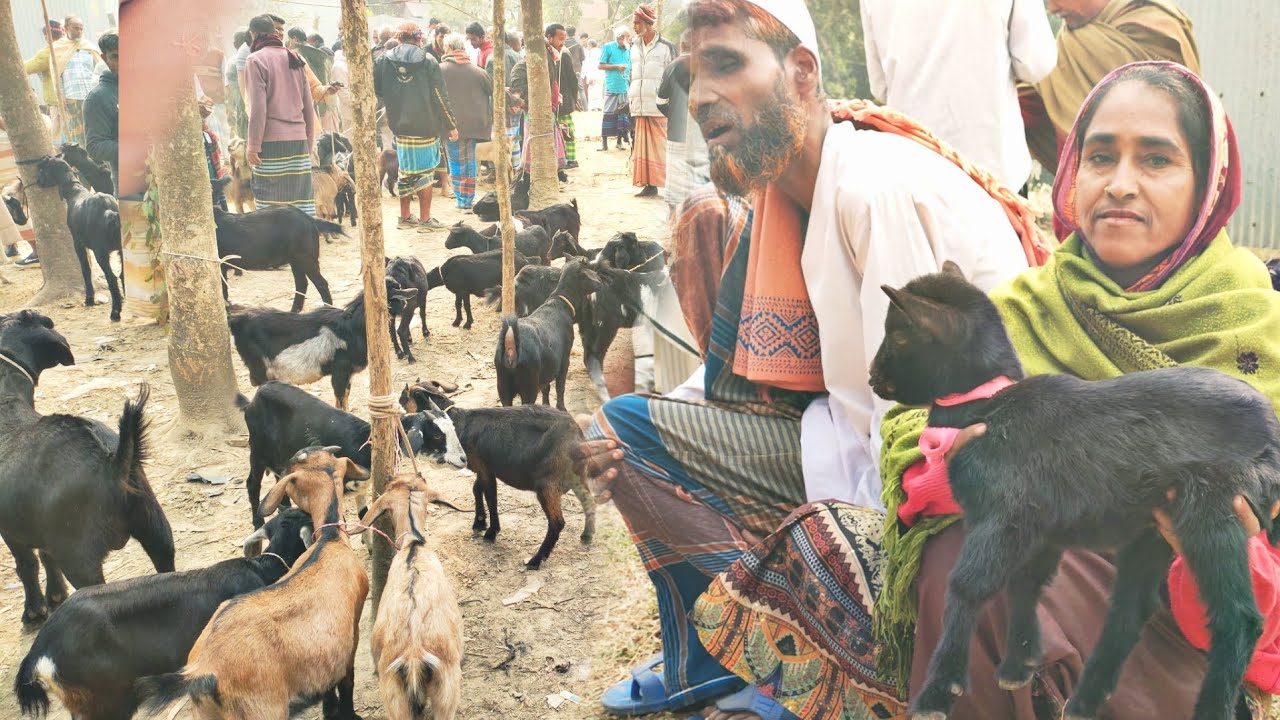 @ ০৩ জানুয়ারী ২০২৬ বাচ্চা ছাগলের দাম ৪০০ টাকা। ০২ পর্ব। খাসি বাচ্চা ছাগল মা ছাগলের দাম। মির্জাপুর ।