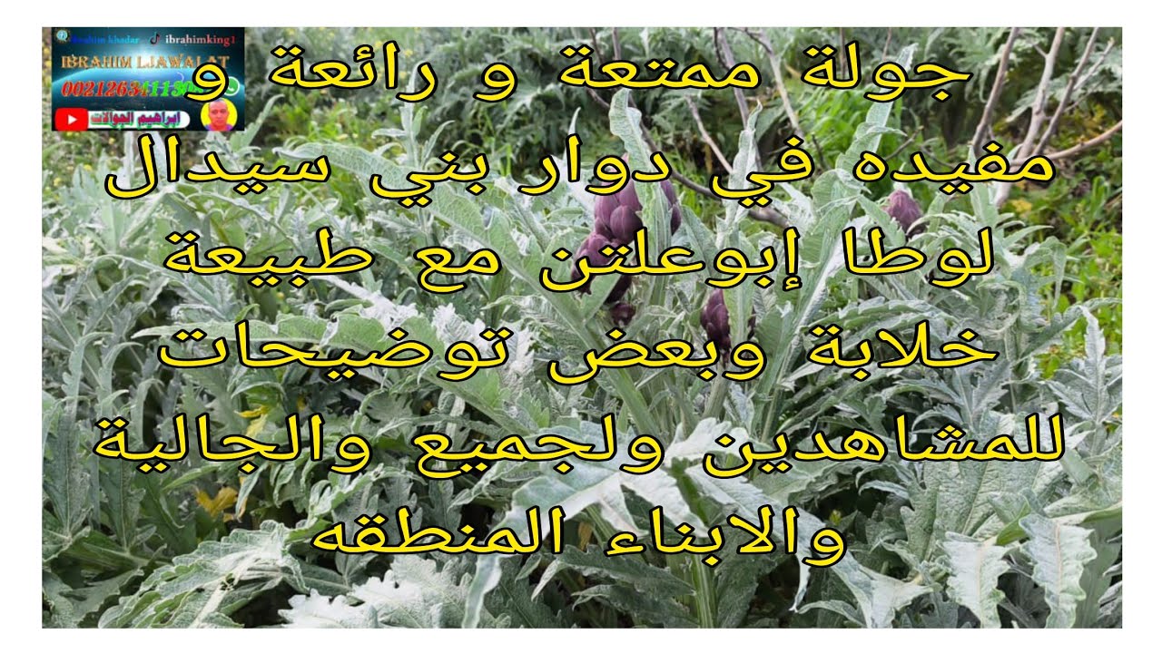هذا هي أجواء في دوار بني سيدال لوطا إبوعلوتن مع طبيعة خلابة وبعض توضيحات لجميع المشاهدين والجالية عن