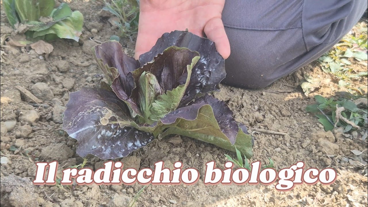 Come coltivare il radicchio trevigiano