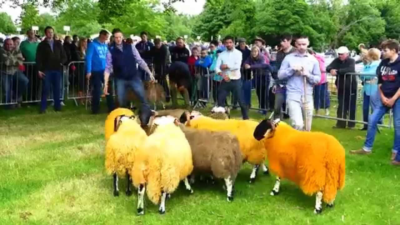 MOURNE BLACKFACE CASTLEWELLAN SHOW 2015