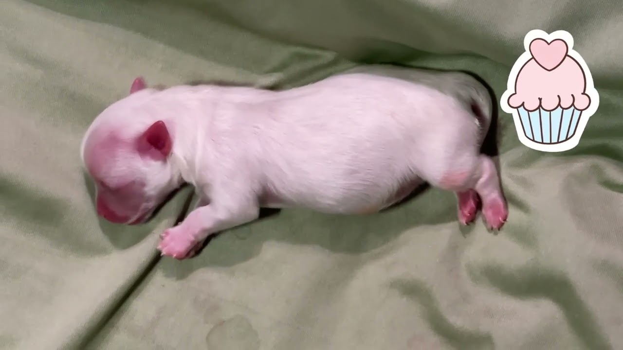 A New Story Begins… Welcome Cupcake (Sara's baby girl) & Summer’s Babies! Stork worked overtime!