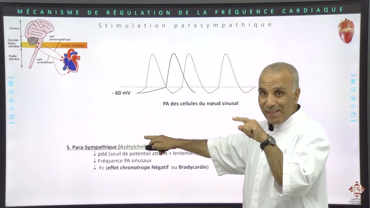 Cours Physiologie Cardiovasculaire Partie 7 Régulation de la pression artérielle Pr MEKHFI