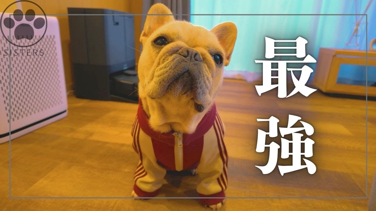 有明でやっている犬のイベントに行ったら...最強に可愛い洋服を見つけてしまった😍