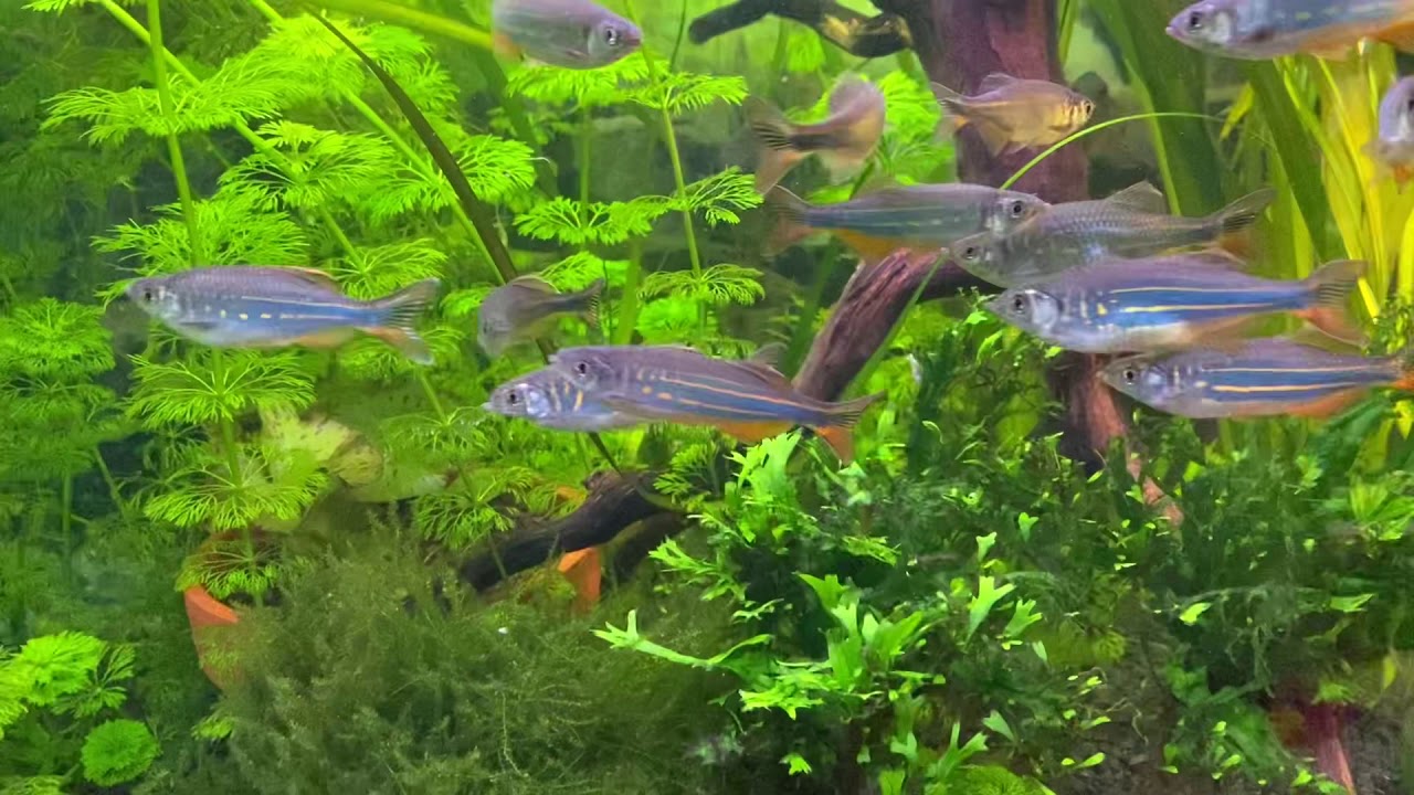 Danio (Devario) malabaricus swarming after adding fresh water