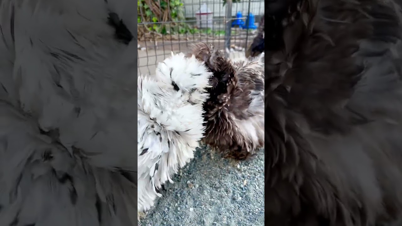 Frizzle chicken face off 😅