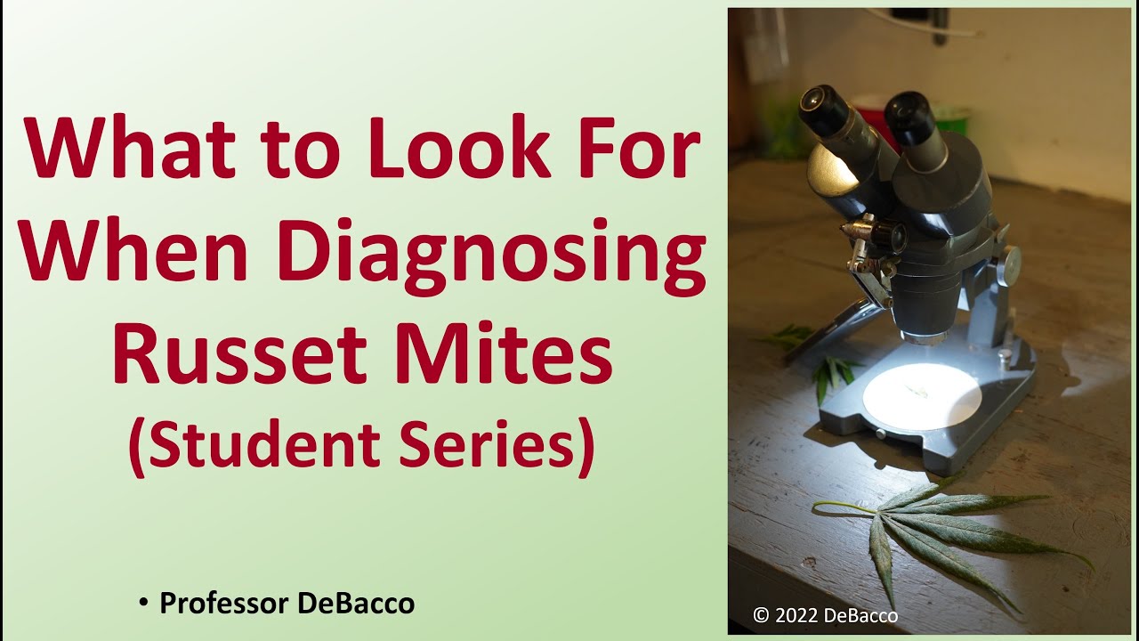What to Look For When Diagnosing Russet Mites (Student Series)