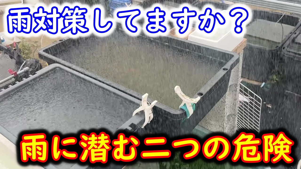 【めだか】暖かくなると雨の量も増えてくるという事で、雨対策のお話です。Ｂ型おやじ