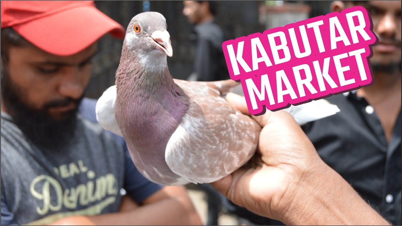 कबुतर मार्केट, बालगंधर्व पूल जवळ, पुणे Kabutar Market, Near Balgandharva Bridge, Pune