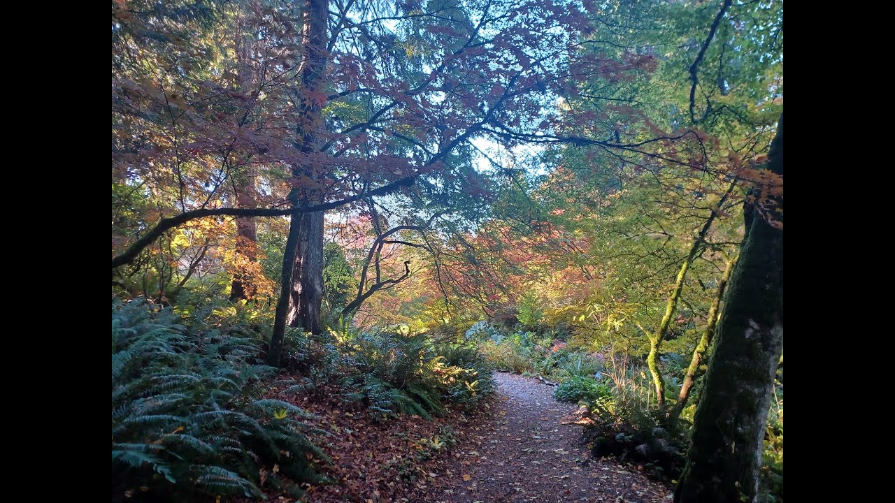 Washington park arboretum, Seattle - autumn walk