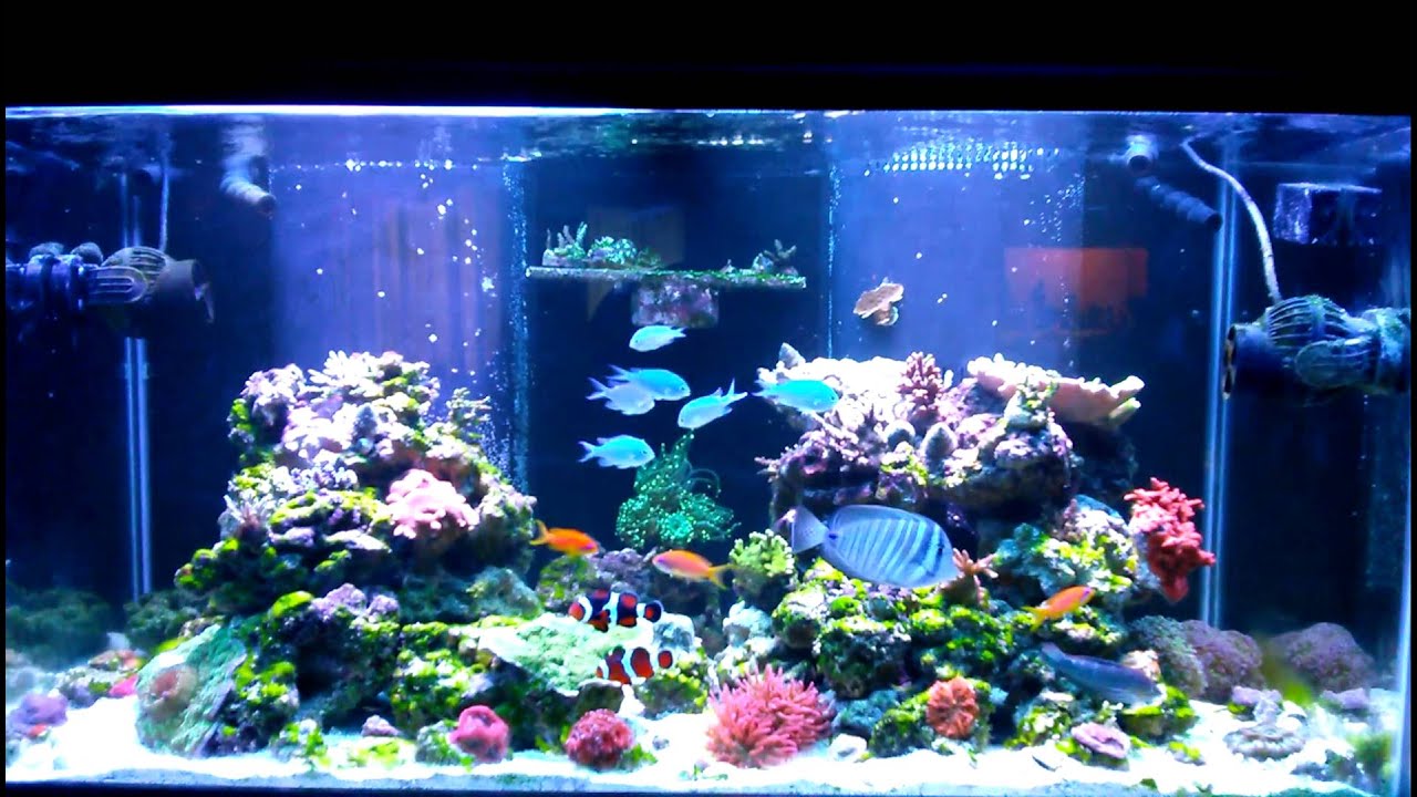 120G Wave Mode Tunze 6105