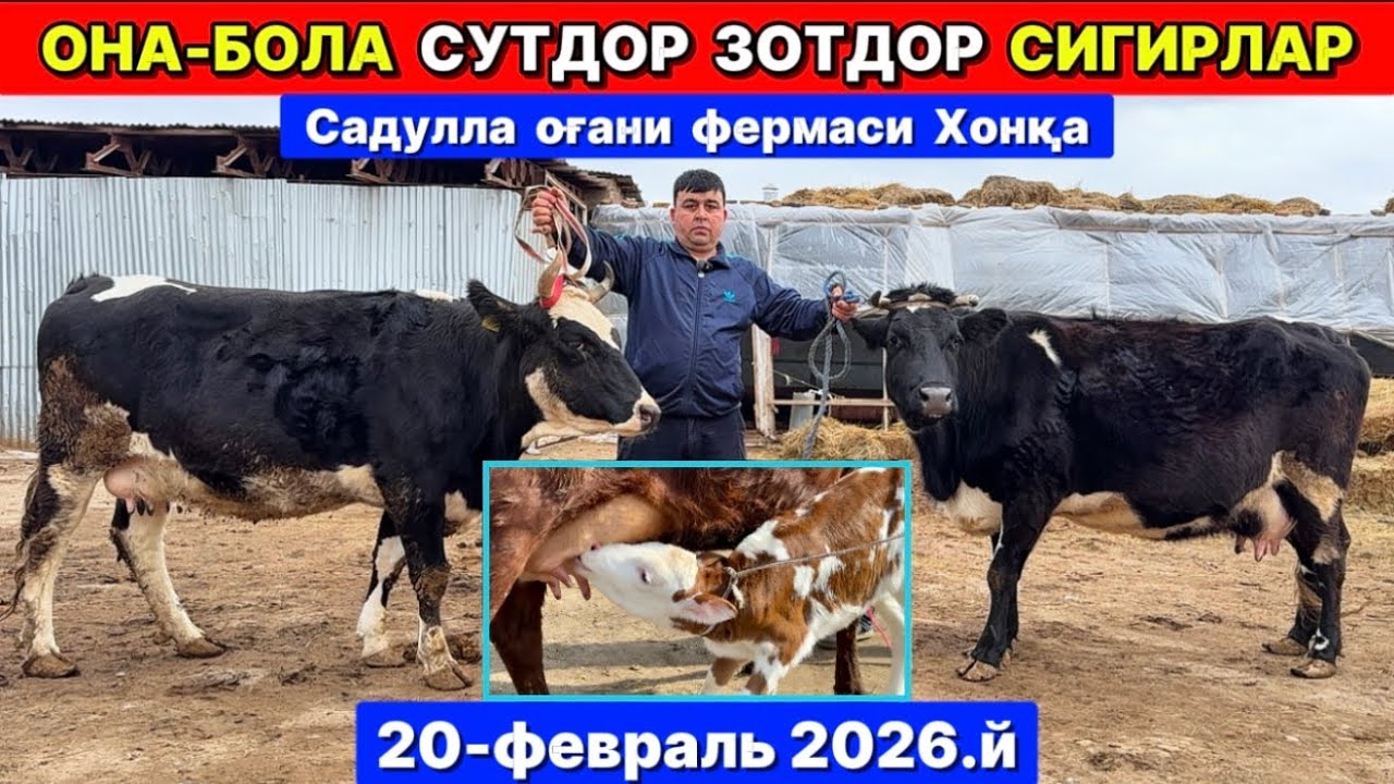 СУТДОР ВА ЗОТДОР ОНА-БОЛА СИГИРЛАР ЗЎРЛАРИ ЧИҚДИ Садулла фермер Хонқа 20-февраля 2026 г.