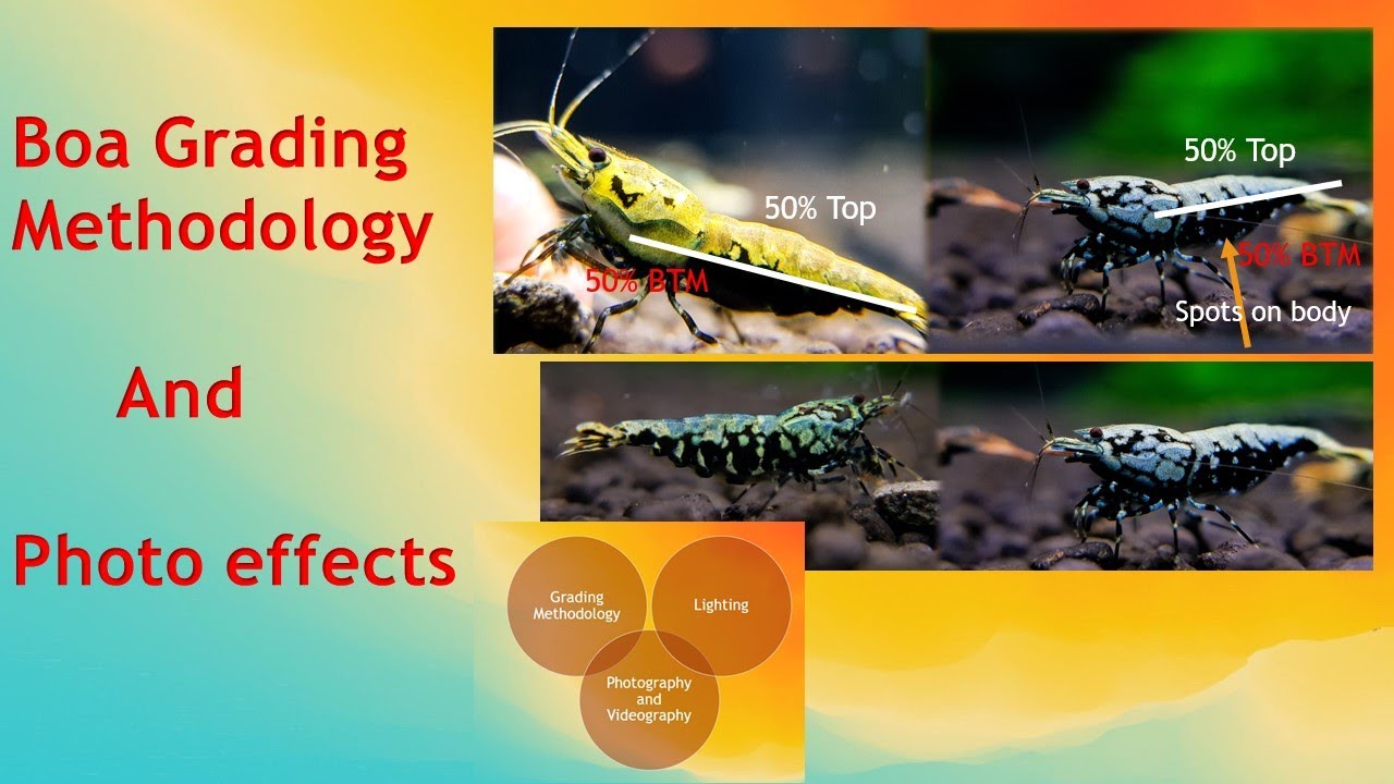 Boa Shrimp Grading and Photo Effects