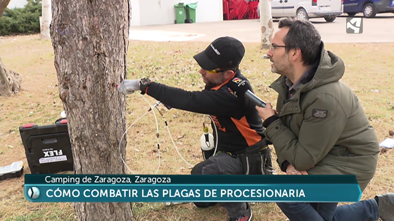 Época de procesionaria