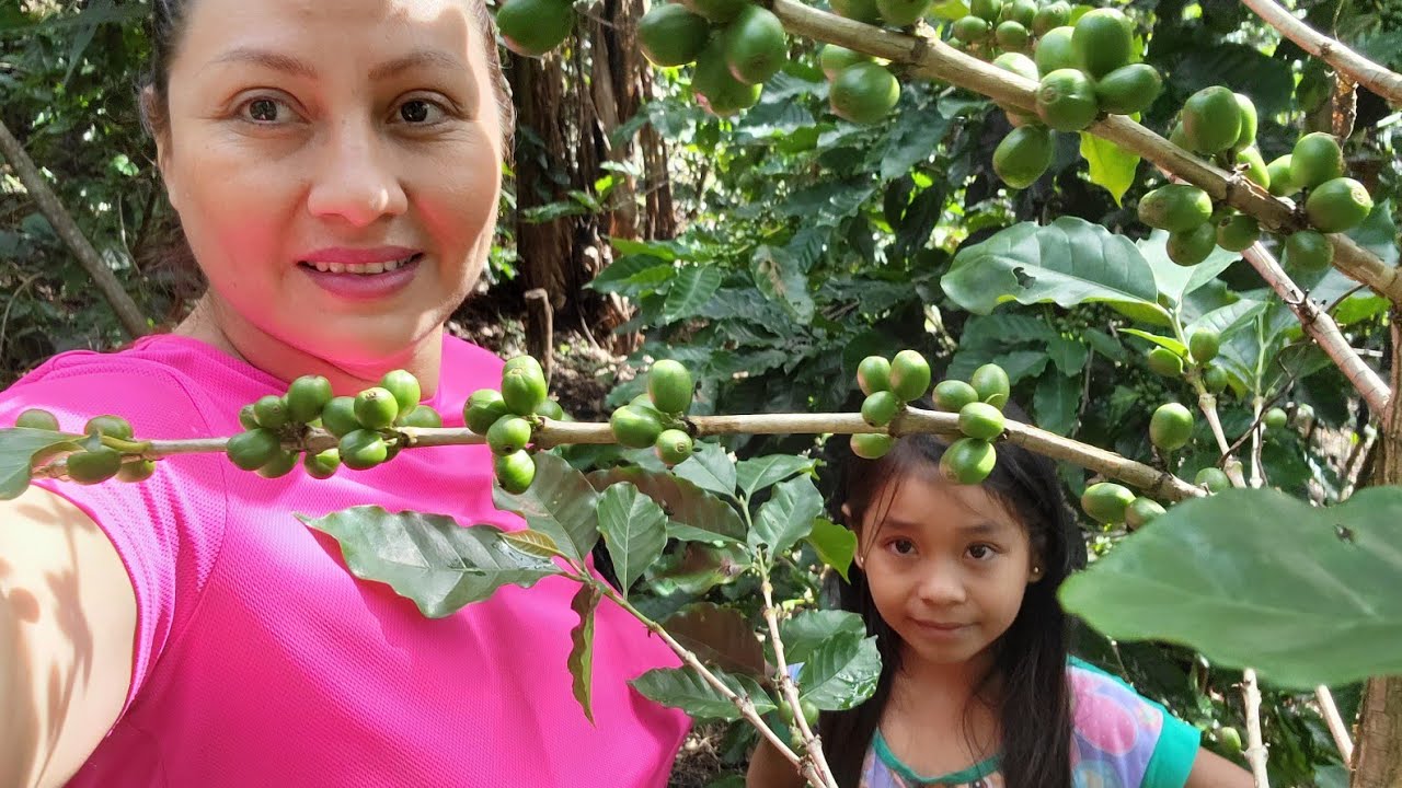 Así Están Los Cafetales En El Salvador!