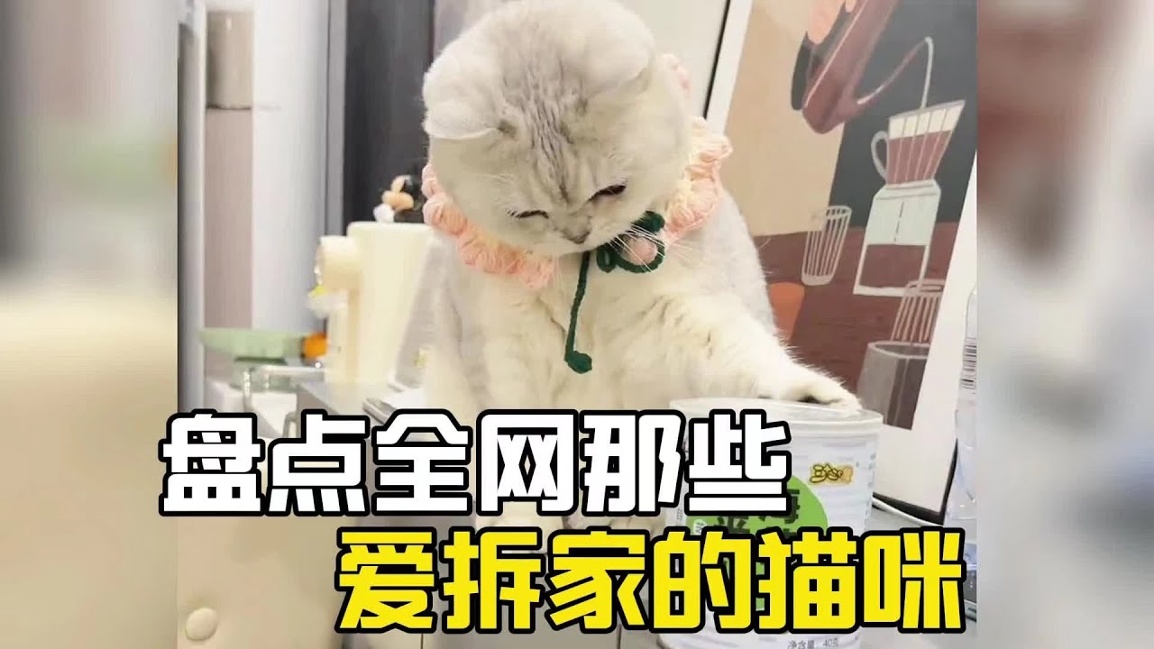 貓咪：我媽已經三天沒有打我了！#爆笑 #搞笑 #搞笑视频 #搞笑挑战 #搞笑合集 #搞笑視頻 #貓咪 #萌宠 #萌寵