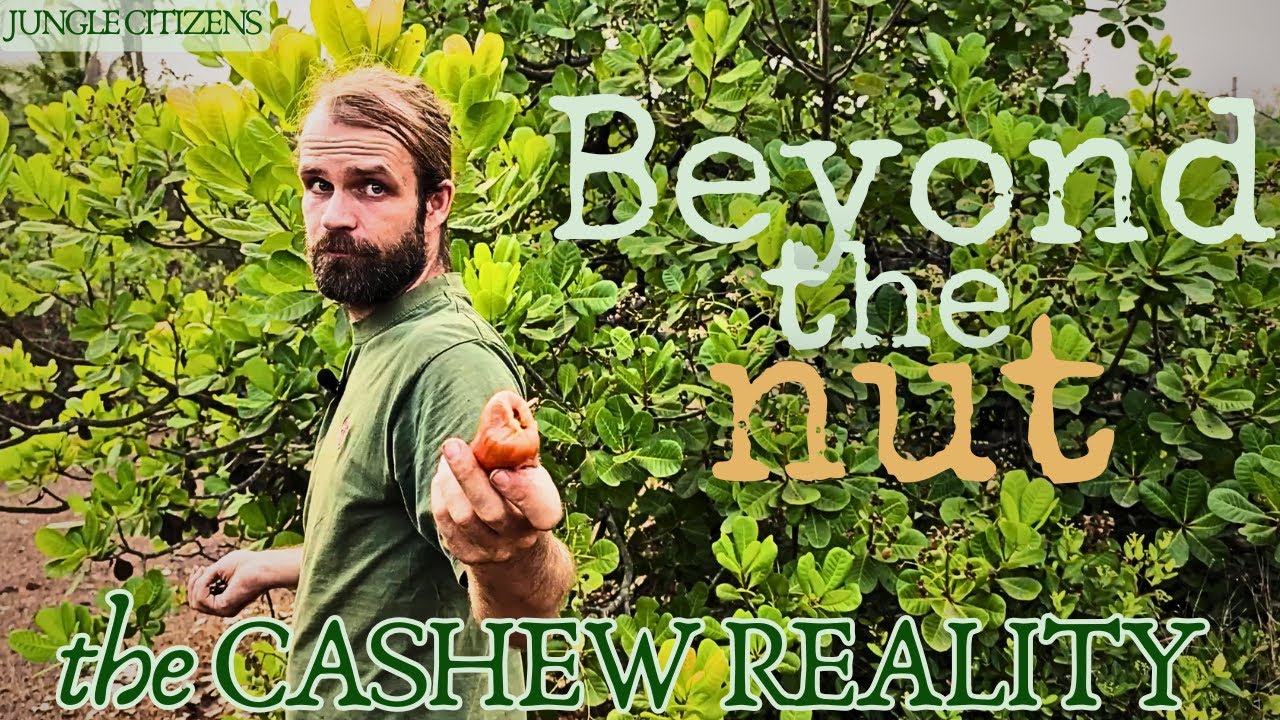From FOREST to DESERT: how Cashew and other monocultures are destroying tropical biodiversity