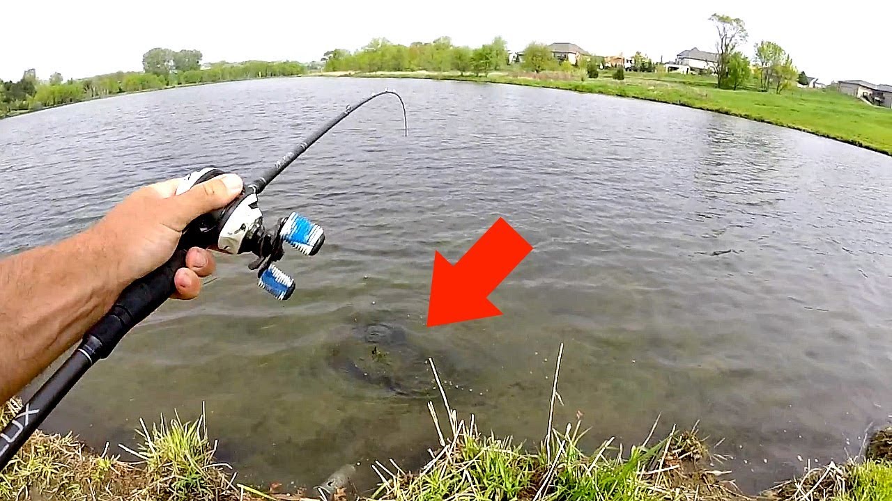 Giant NASTY Creature caught Fishing in Neighborhood Pond!!!