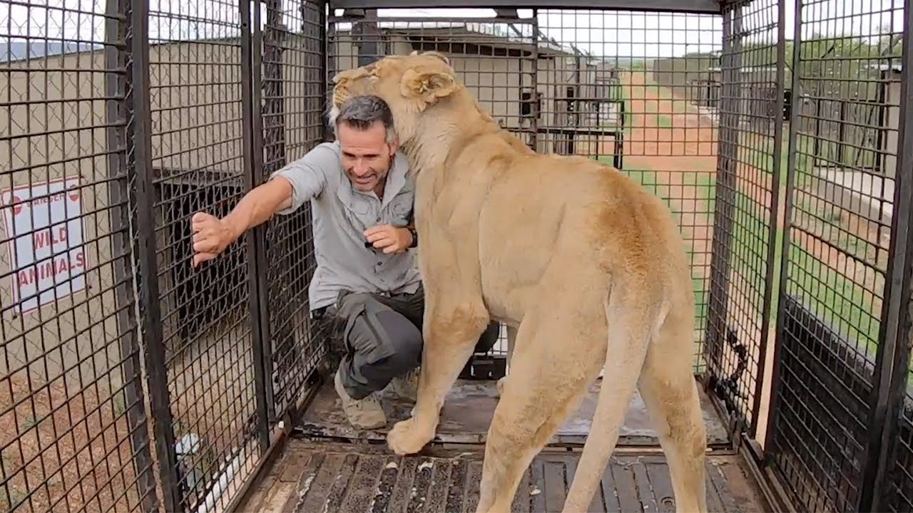 Another Eventful MOVING Day! | The Lion Whisperer