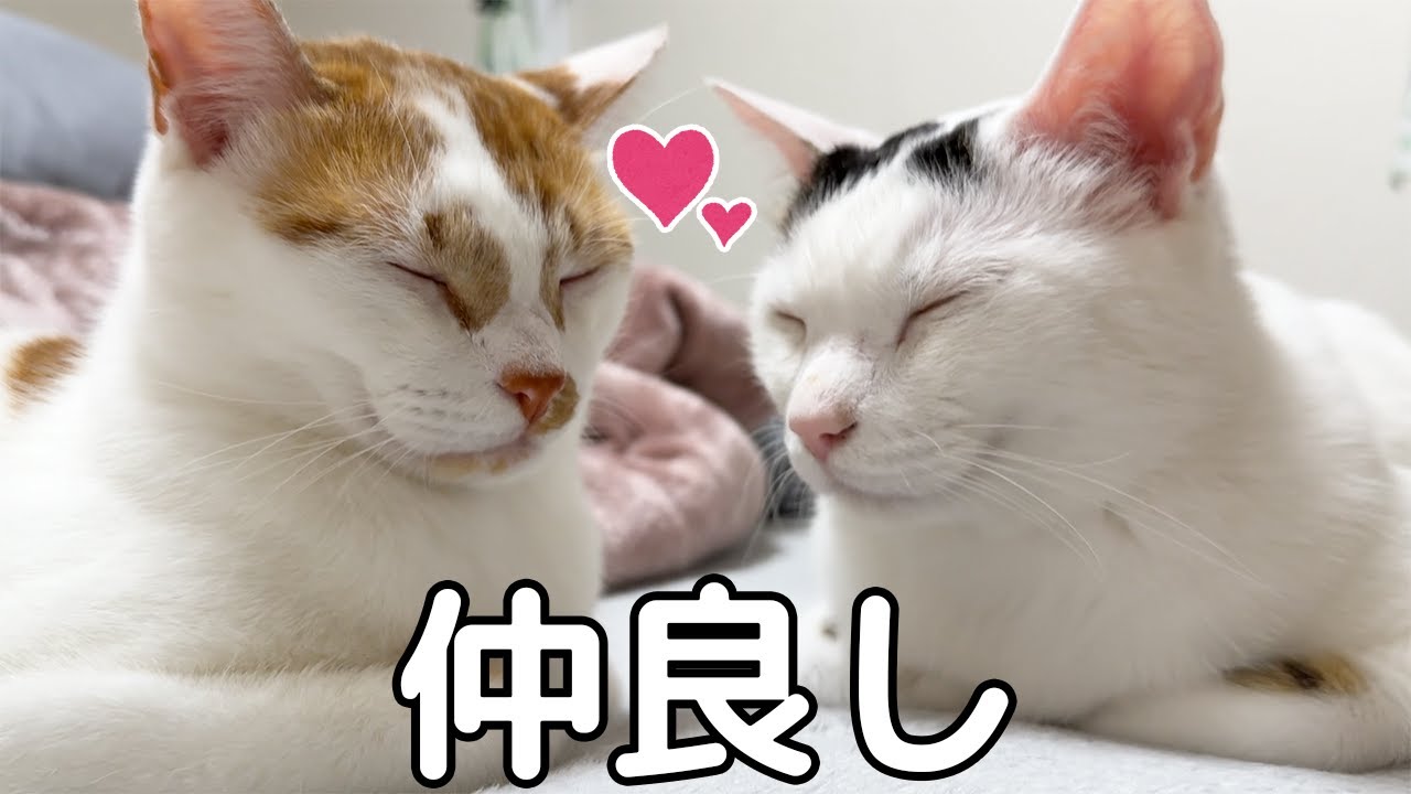 ご飯後に仲良く一緒にまったりするチロとトロ