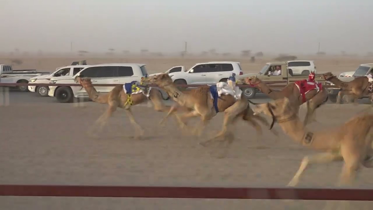✅الشوط4.. ١.معاند/حميد محمد حميد الغفيلي  2:10.19 الأبيض تاهيلات الظافر 28/2/2026