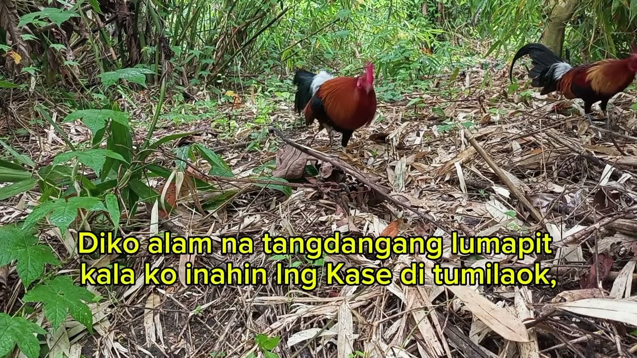 ANG MATAPANG NA BATANG LABUYO HULI. JANUARY 06,2026