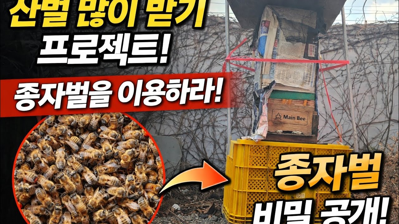 산벌받기 위한 노하우 비밀 대공개 합니다 벌통관리 벌통위치 꿀모으는 비결 이야기 합니다,