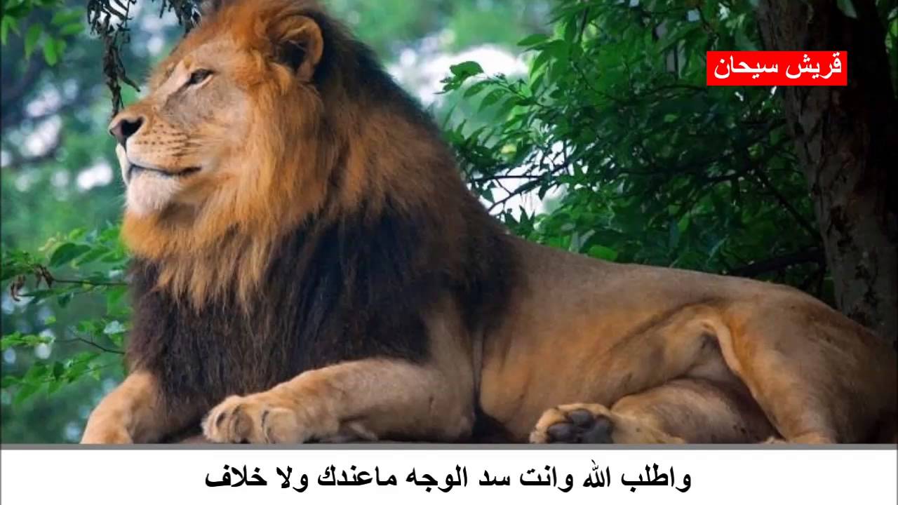 قصيدة الشاعر محمد بن ثامره (يوم كلن ياتهرج والأسد شيخ ن على السباع ) قناة قريش سيحان