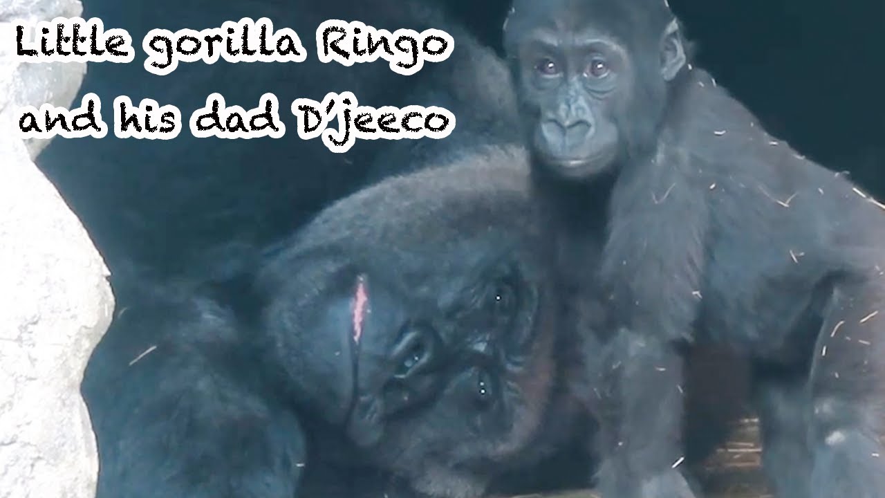 『特輯Compilation』小金剛Ringo與爸爸迪亞哥Ringo and his dad D'jeeco#金剛猩猩 #gorilla