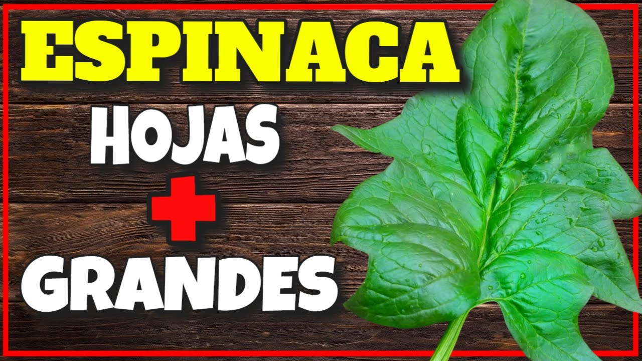 😲La Espinaca se va en Flor? Aumenta la Producción de Espinaca.