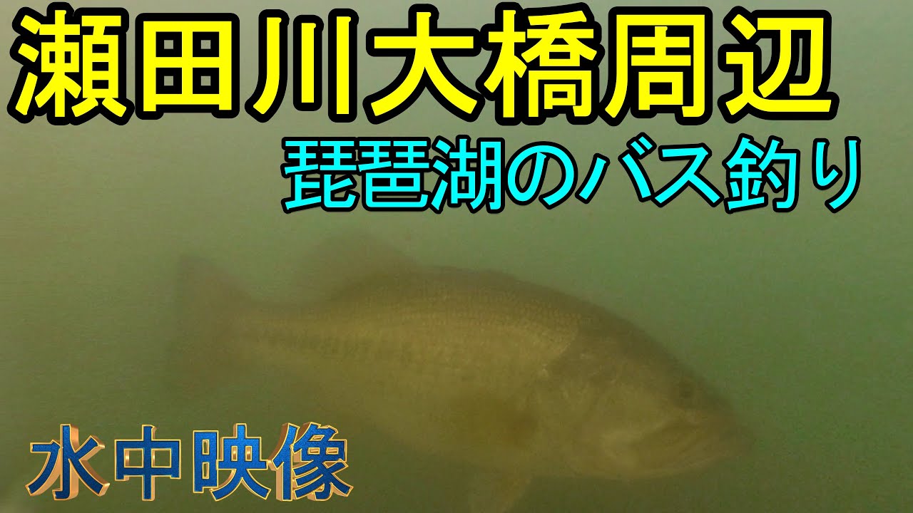 瀬田川でバス釣りのための水中映像。瀬田川大橋周辺で水中撮影をしてきました【琵琶湖のバス釣り】