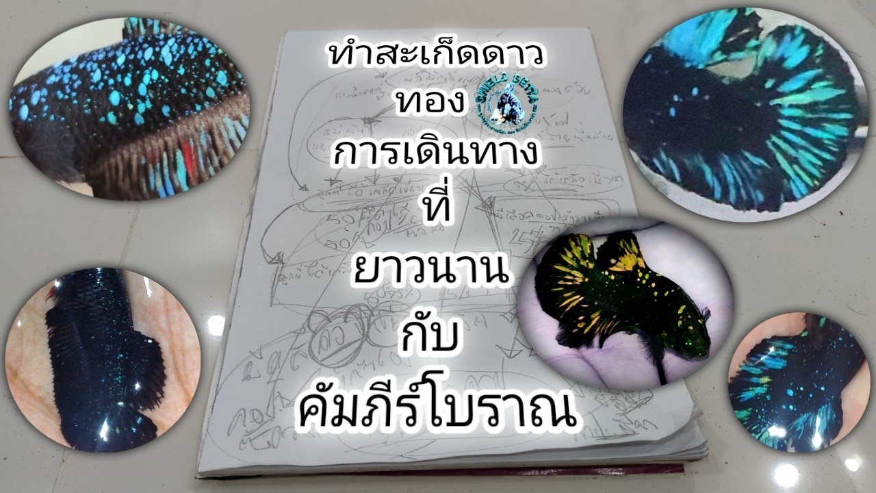 ทําสะเก็ดดาวทอง การเดินทางที่ยาวนาน กับ คัมภีร์โบราณ #ละอองดาว #avatar #betta #bettafish #golden