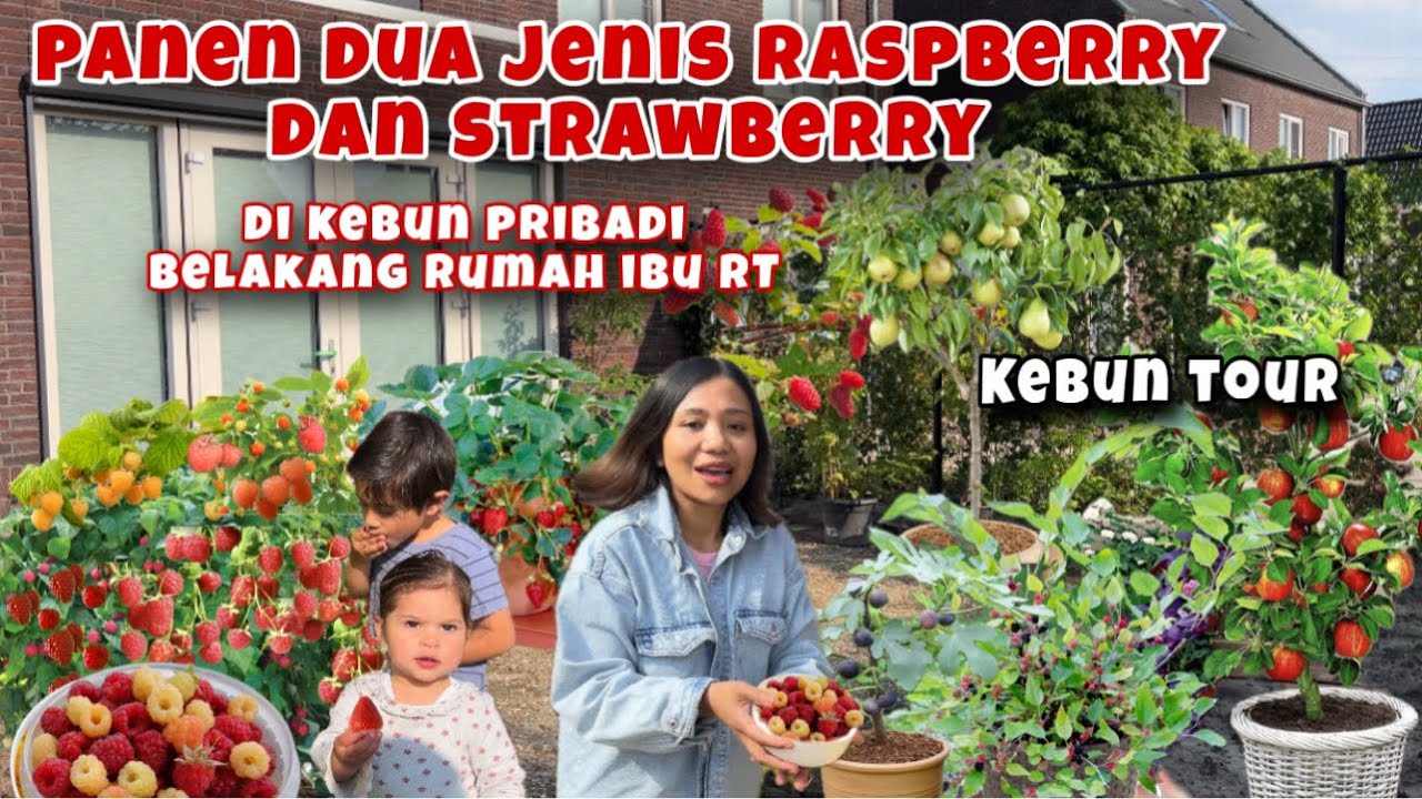 PANEN RASPBERRY DAN STRAWBERRY DI KEBUN PRIBADI IBU RT DI BELANDA, KEBUN TOUR