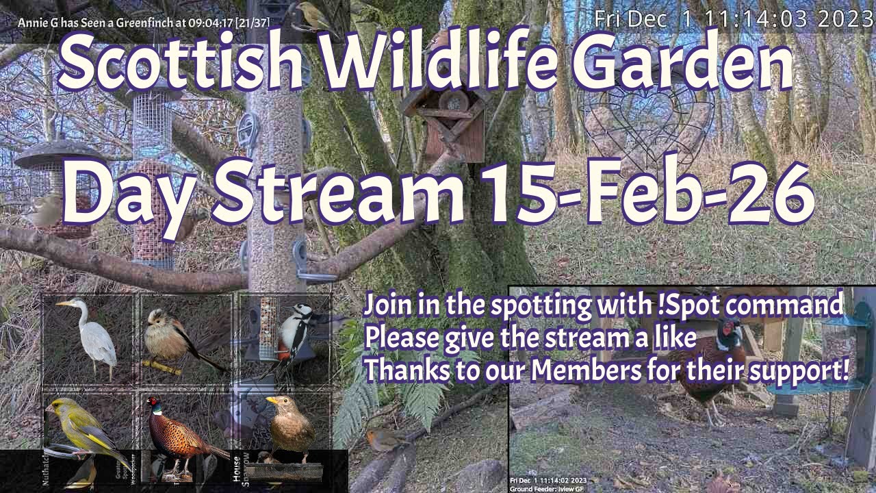 LIVE 🔴 Bird Feeders, Wildlife Cameras Scotland UK from Scottish Wildlife Garden