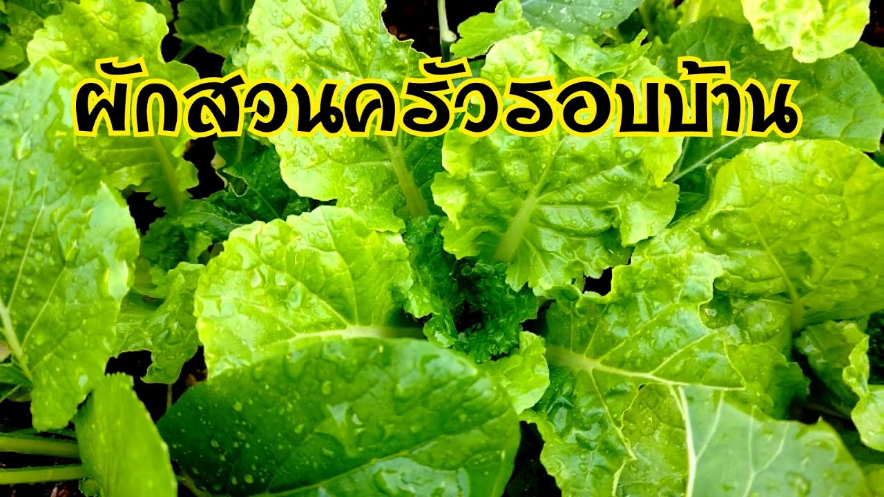 ผักสวนครัวรอบบ้าน#ผักสวนครัวรอบบ้าน#ปลูกผักสวนครัว #ปลูกผักสวนครัวพื้นที่น้อย#เกษตรง่ายๆสไตล์มือใหม่