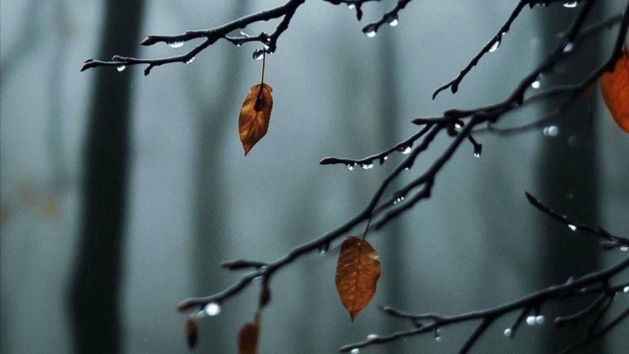 Mindalani Roj 🍂